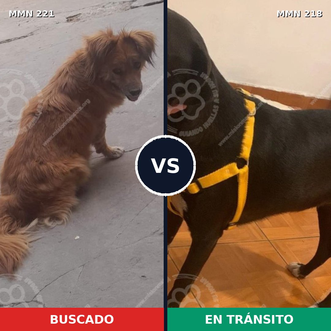 Comparativa MMS 5282: mascota perdida y mascota encontrada, 48% de similitud
