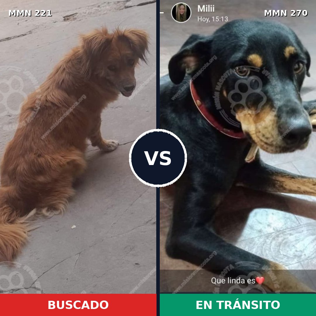 Comparativa MMS 5286: mascota perdida y mascota encontrada, 57% de similitud