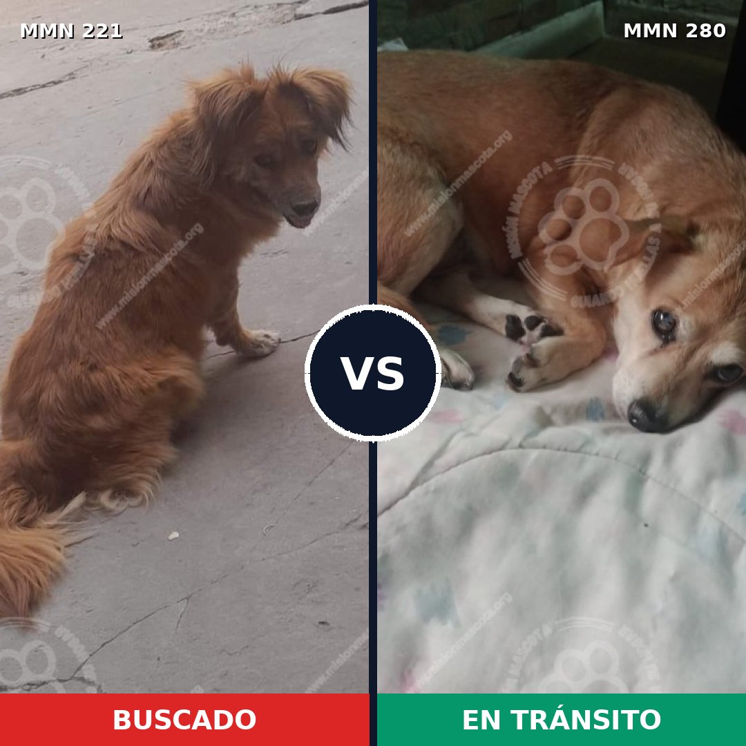 Comparativa MMS 5287: mascota perdida y mascota encontrada, 27% de similitud