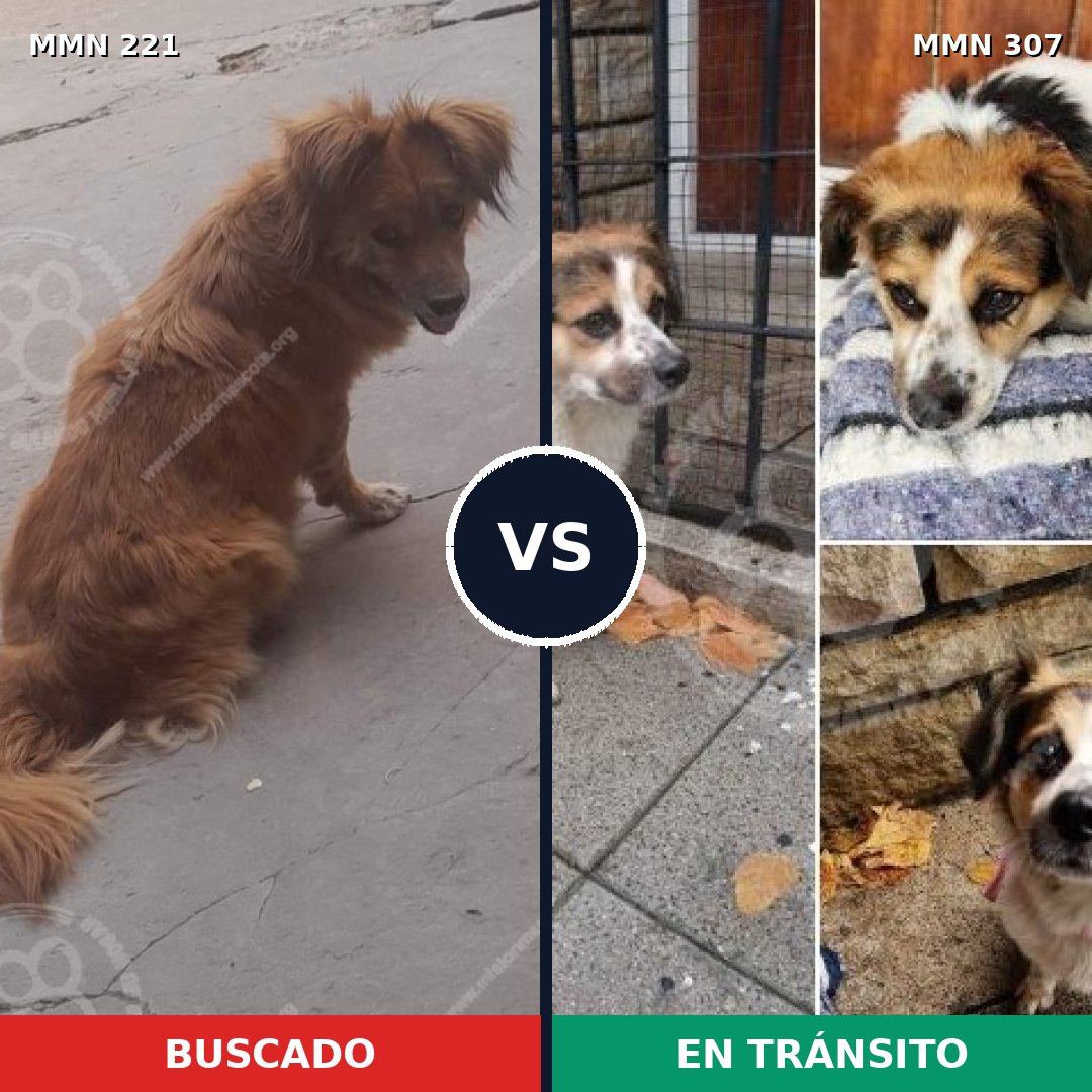 Comparativa MMS 5288: mascota perdida y mascota encontrada, 63% de similitud