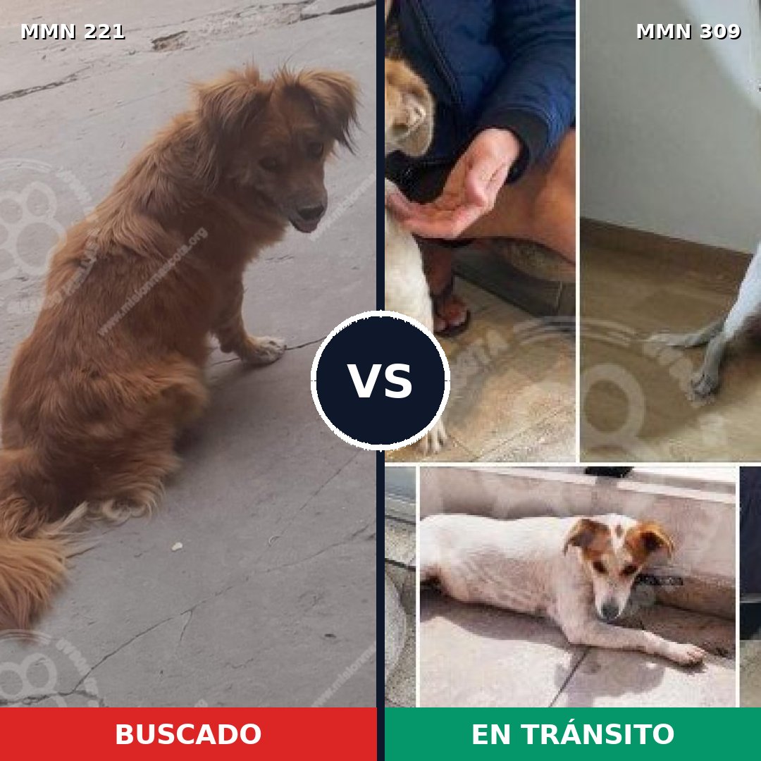 Comparativa MMS 5289: mascota perdida y mascota encontrada, 67% de similitud