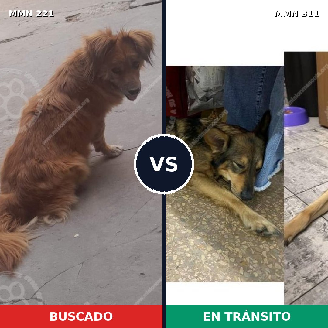 Comparativa MMS 5290: mascota perdida y mascota encontrada, 62% de similitud