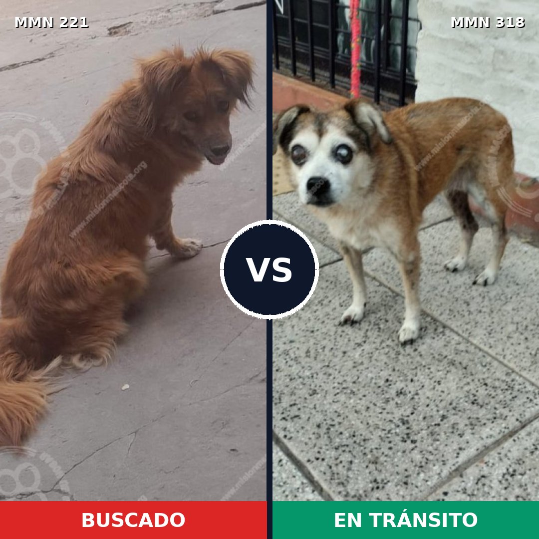Comparativa MMS 5291: mascota perdida y mascota encontrada, 22% de similitud