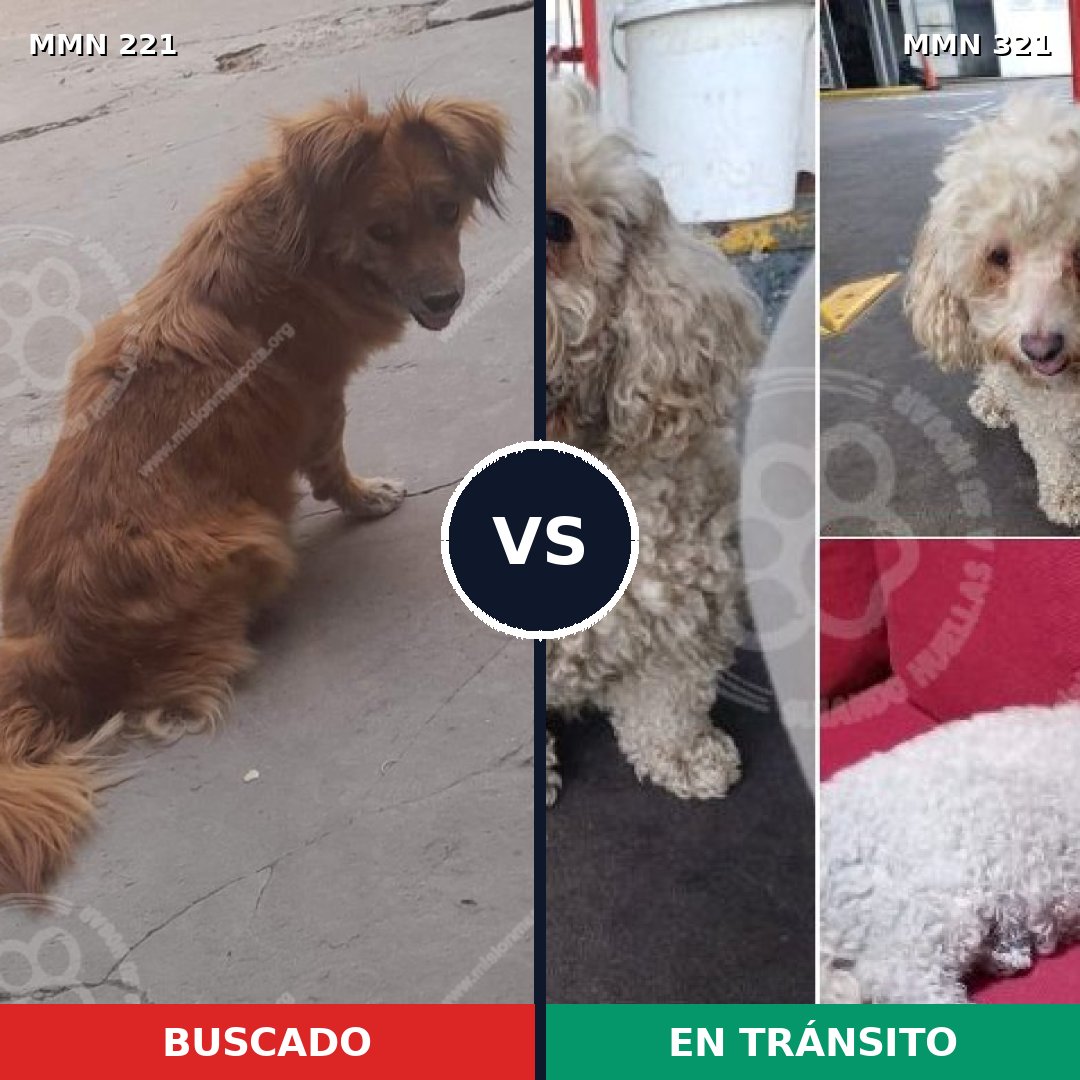 Comparativa MMS 5292: mascota perdida y mascota encontrada, 30% de similitud