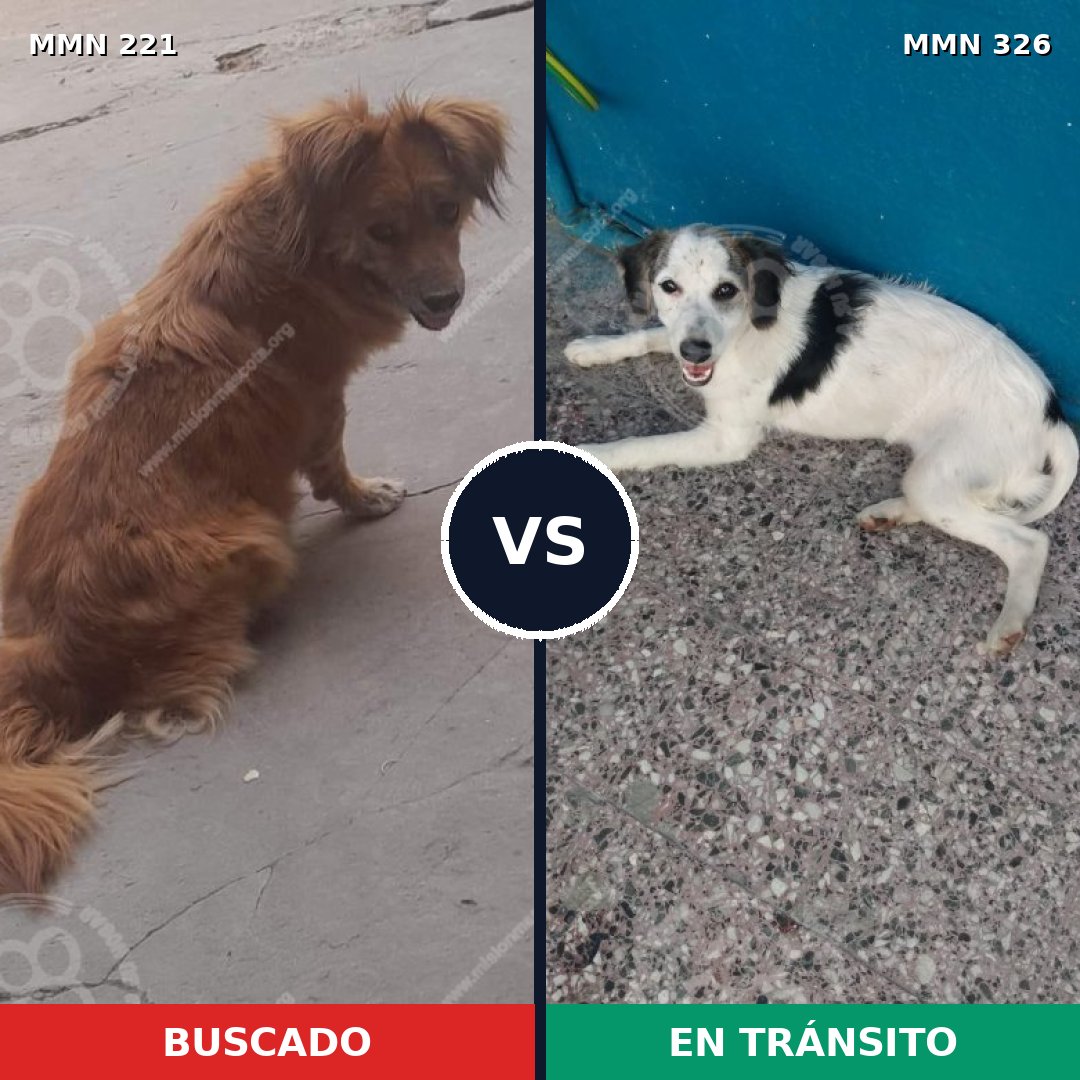 Comparativa MMS 5293: mascota perdida y mascota encontrada, 51% de similitud