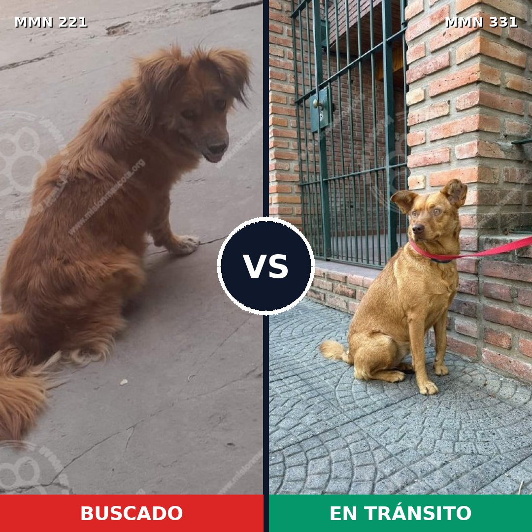 Comparativa MMS 5294: mascota perdida y mascota encontrada, 67% de similitud
