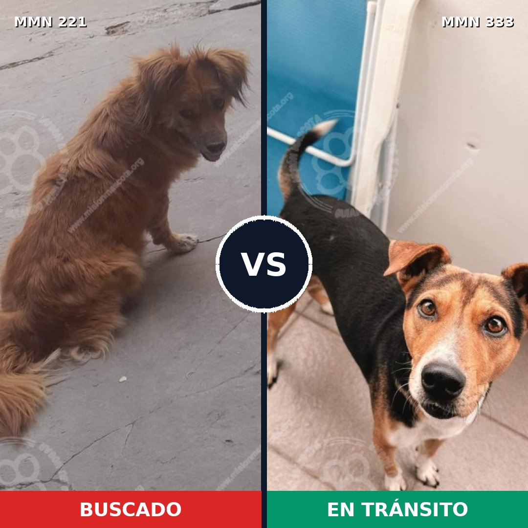 Comparativa MMS 5295: mascota perdida y mascota encontrada, 49% de similitud