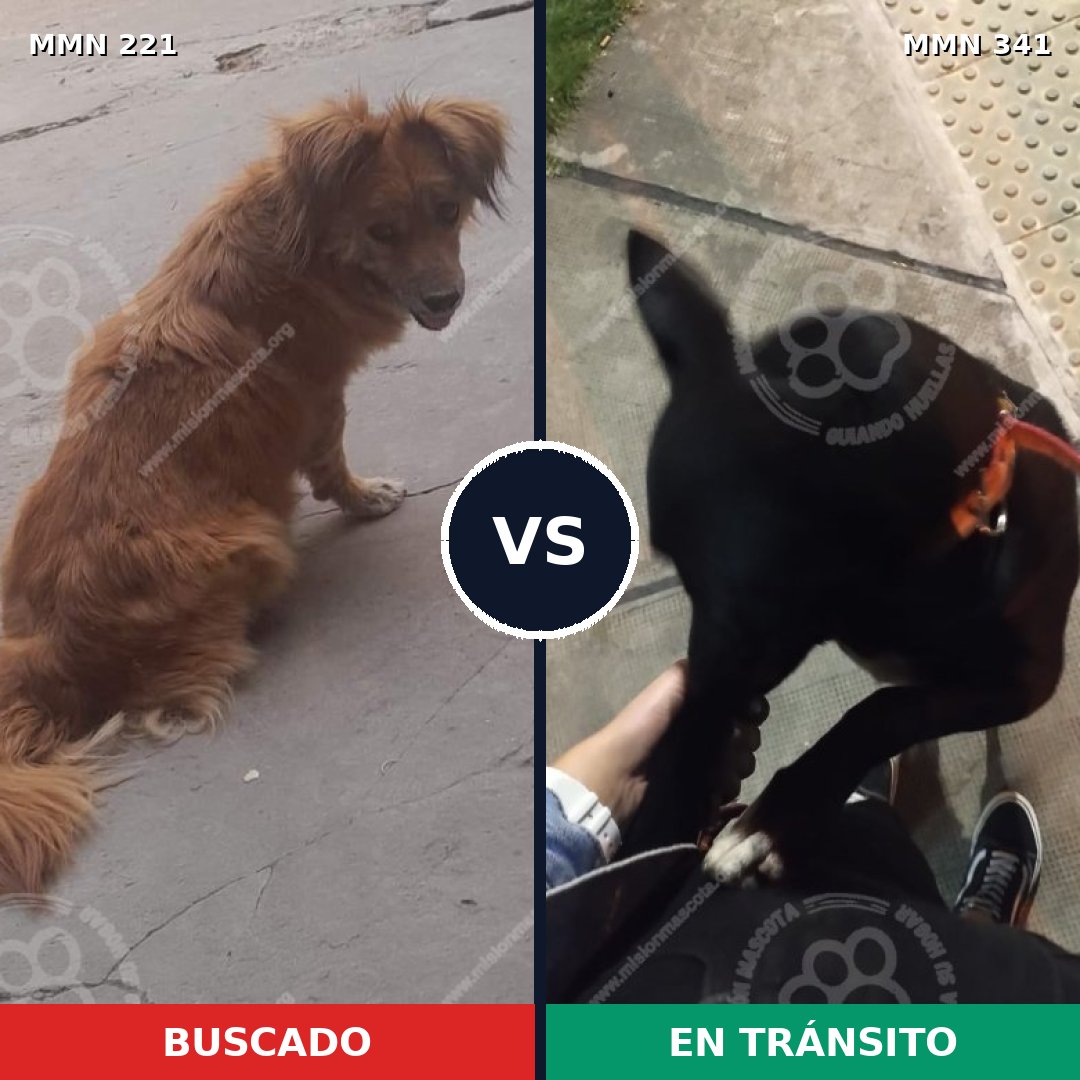 Comparativa MMS 5296: mascota perdida y mascota encontrada, 49% de similitud