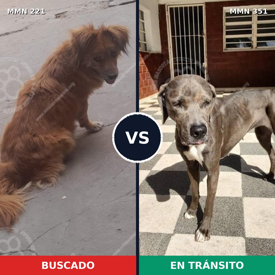 Comparativa MMS 5297: mascota perdida y mascota encontrada, 4% de similitud