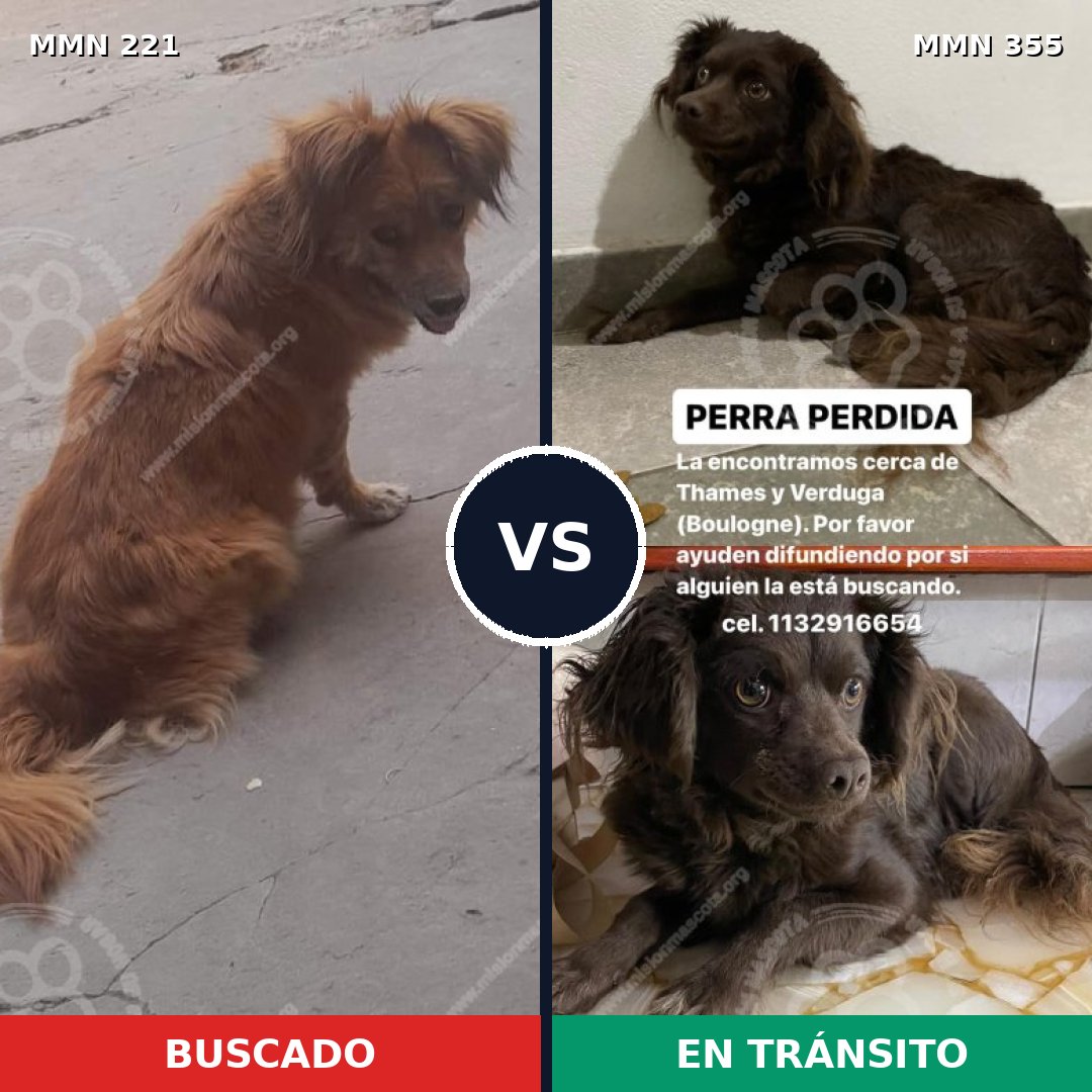 Comparativa MMS 5298: mascota perdida y mascota encontrada, 47% de similitud