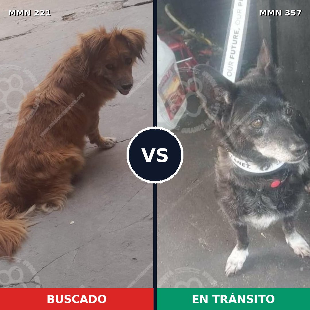 Comparativa MMS 5299: mascota perdida y mascota encontrada, 51% de similitud