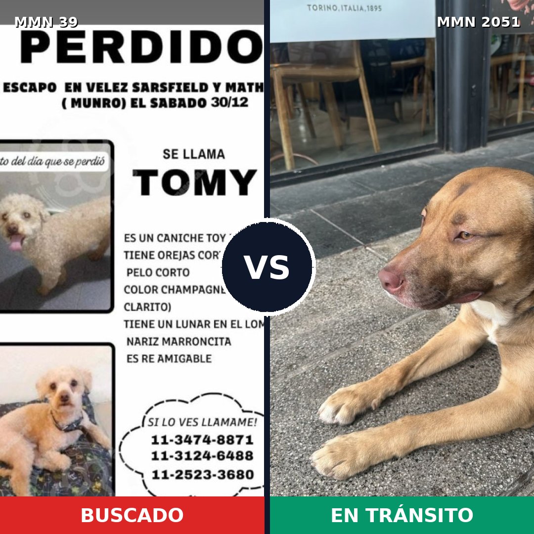 Comparativa MMS 52993: mascota perdida y mascota encontrada, 24% de similitud