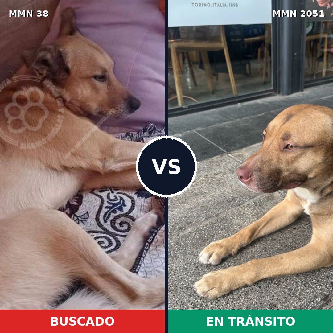 Comparativa MMS 52994: mascota perdida y mascota encontrada, 54% de similitud