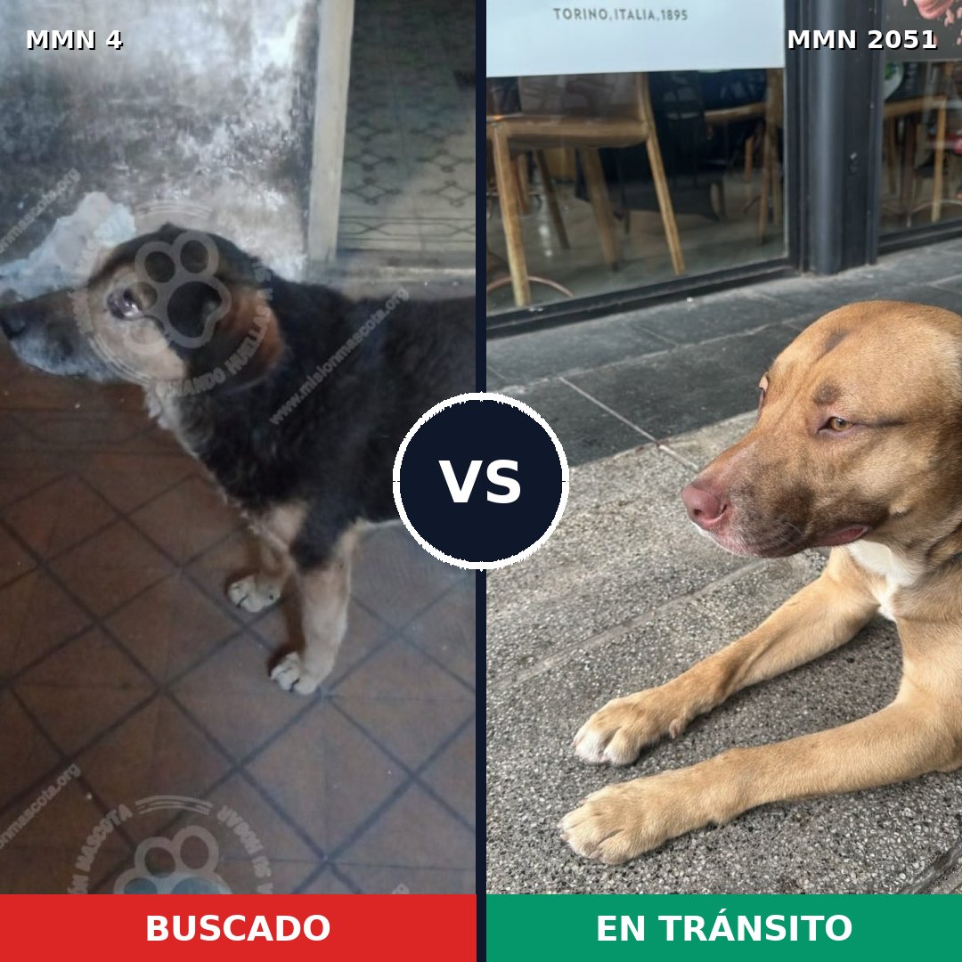 Comparativa MMS 52995: mascota perdida y mascota encontrada, 51% de similitud