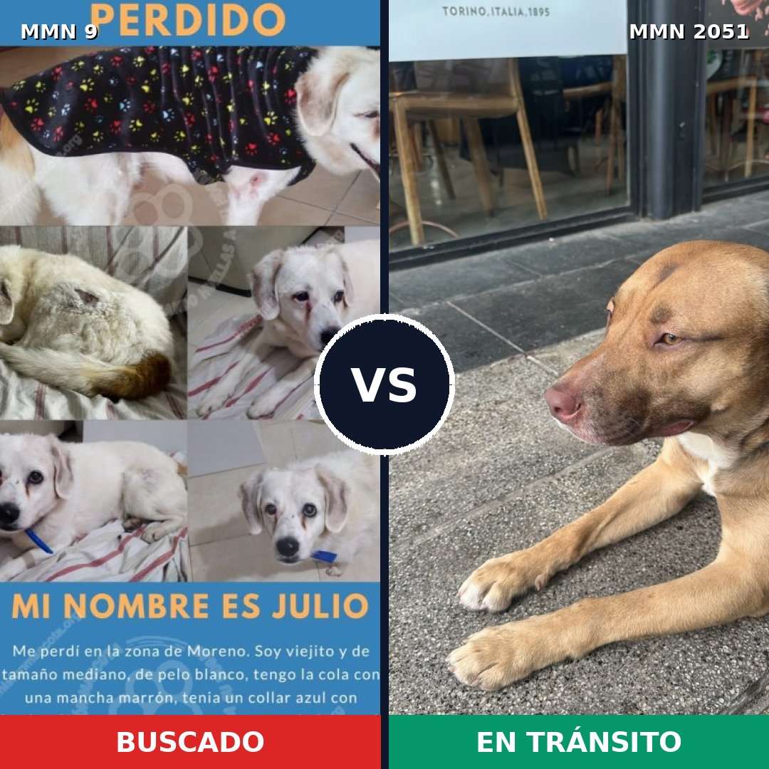 Comparativa MMS 52997: mascota perdida y mascota encontrada, 58% de similitud