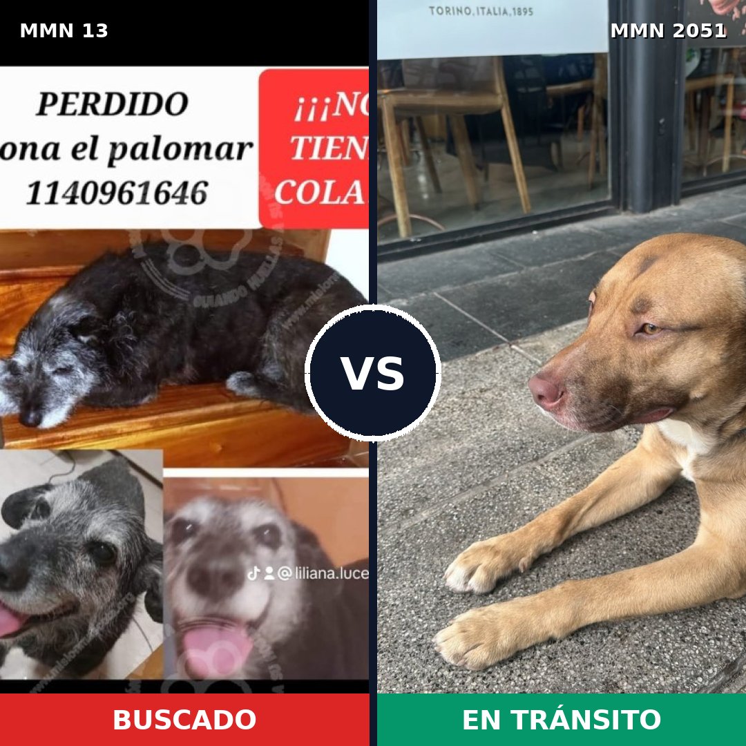 Comparativa MMS 52999: mascota perdida y mascota encontrada, 53% de similitud