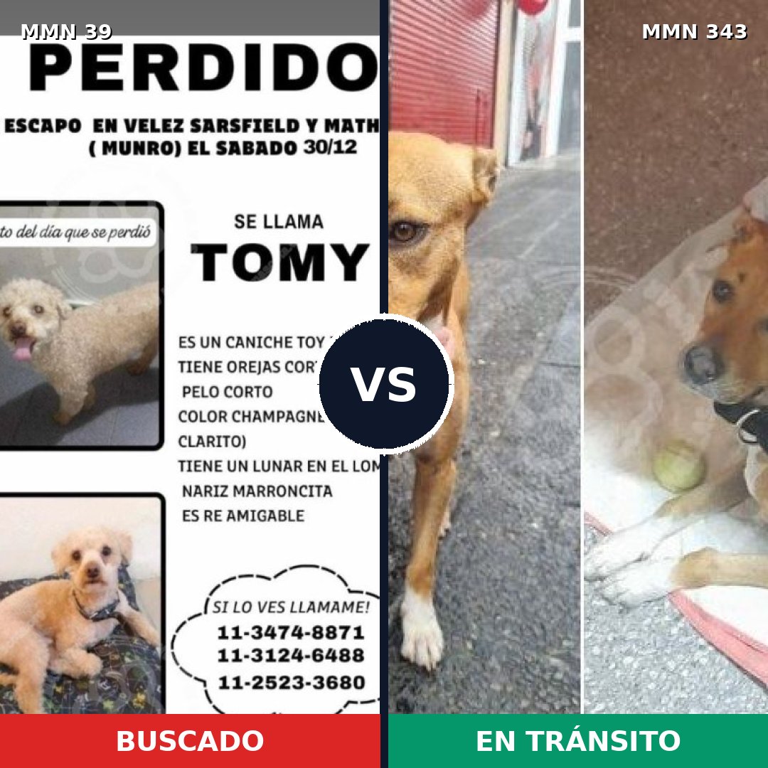 Comparativa MMS 53: mascota perdida y mascota encontrada, 29% de similitud