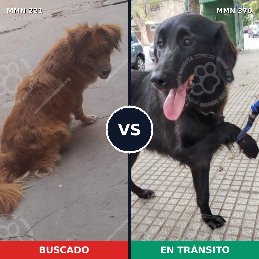 Comparativa MMS 5300: mascota perdida y mascota encontrada, 51% de similitud