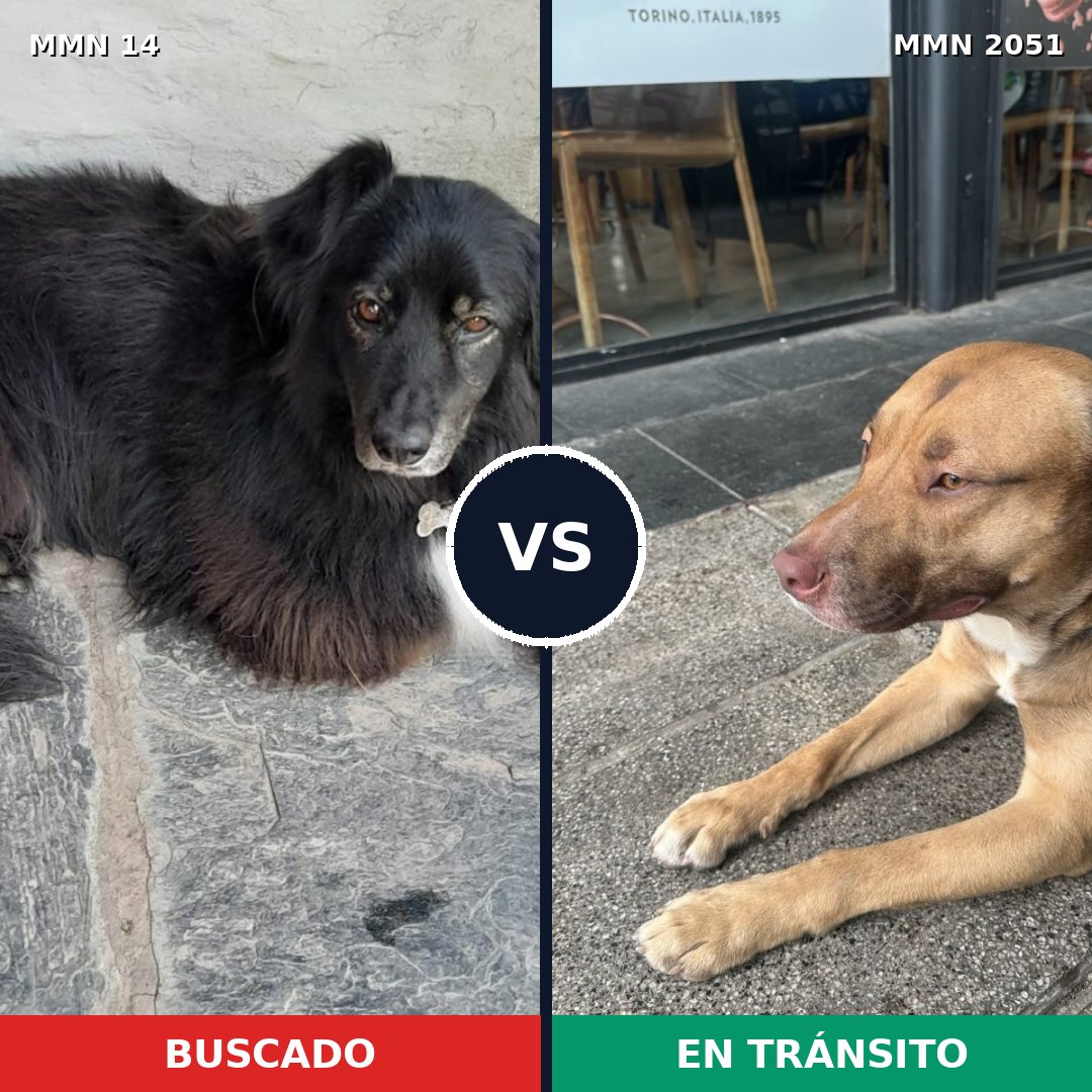 Comparativa MMS 53000: mascota perdida y mascota encontrada, 74% de similitud