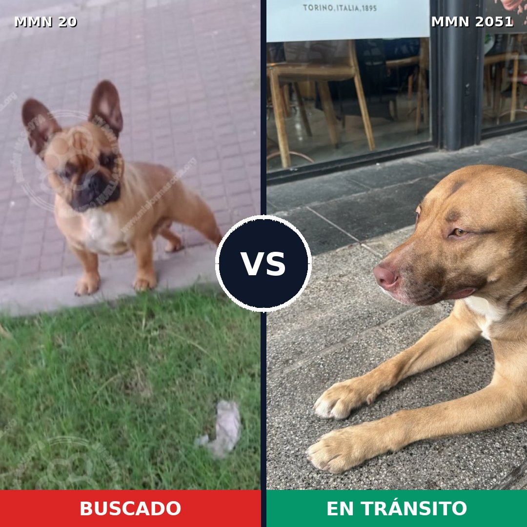 Comparativa MMS 53001: mascota perdida y mascota encontrada, 31% de similitud