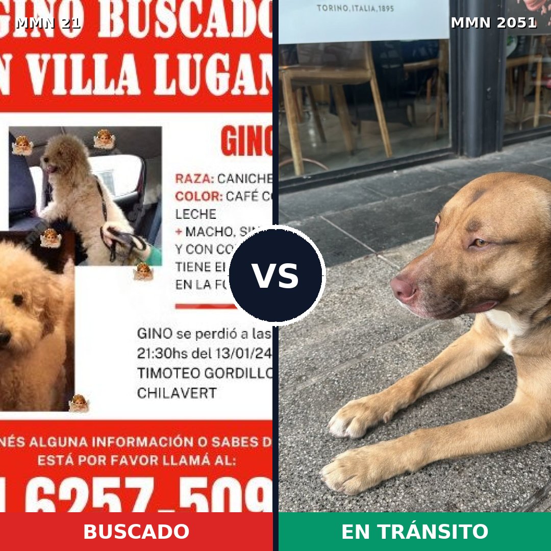 Comparativa MMS 53002: mascota perdida y mascota encontrada, 21% de similitud