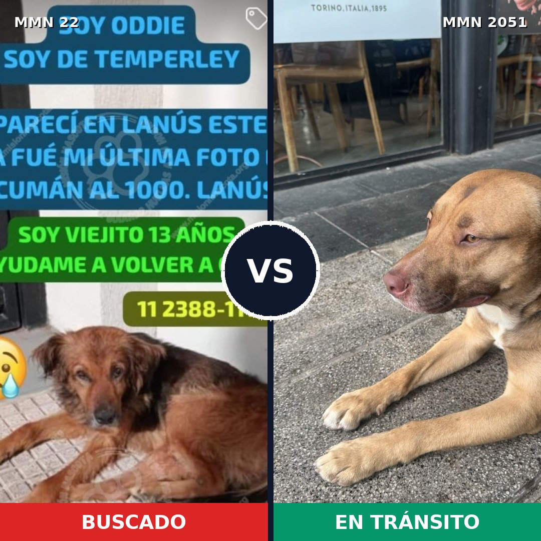 Comparativa MMS 53003: mascota perdida y mascota encontrada, 51% de similitud