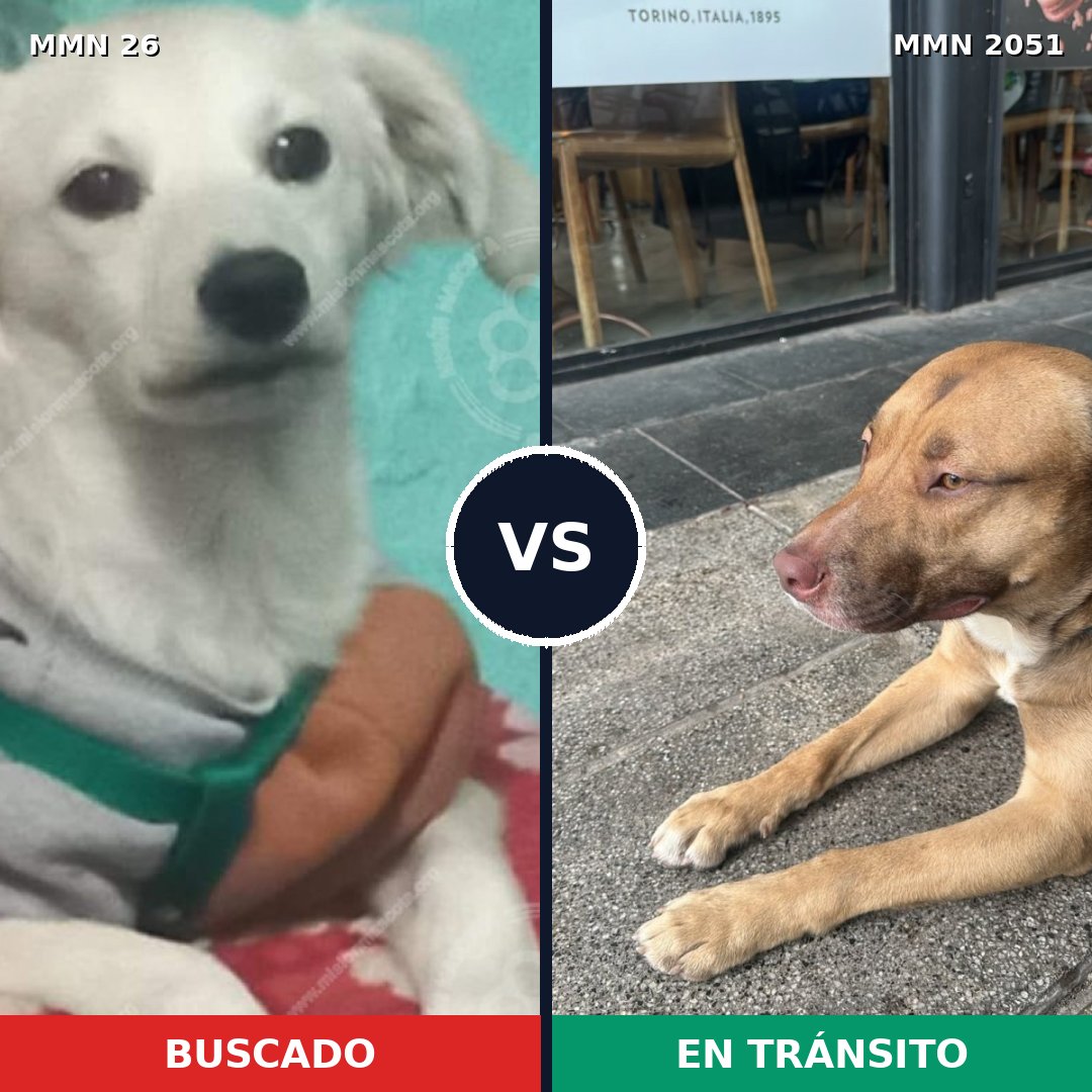 Comparativa MMS 53004: mascota perdida y mascota encontrada, 48% de similitud