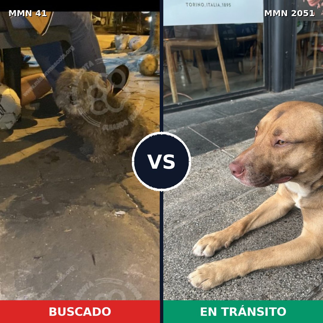 Comparativa MMS 53006: mascota perdida y mascota encontrada, 43% de similitud