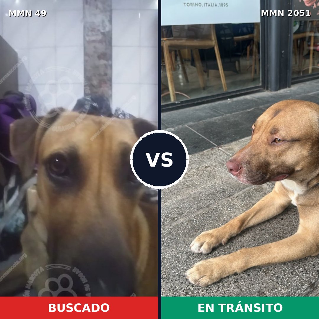 Comparativa MMS 53007: mascota perdida y mascota encontrada, 62% de similitud