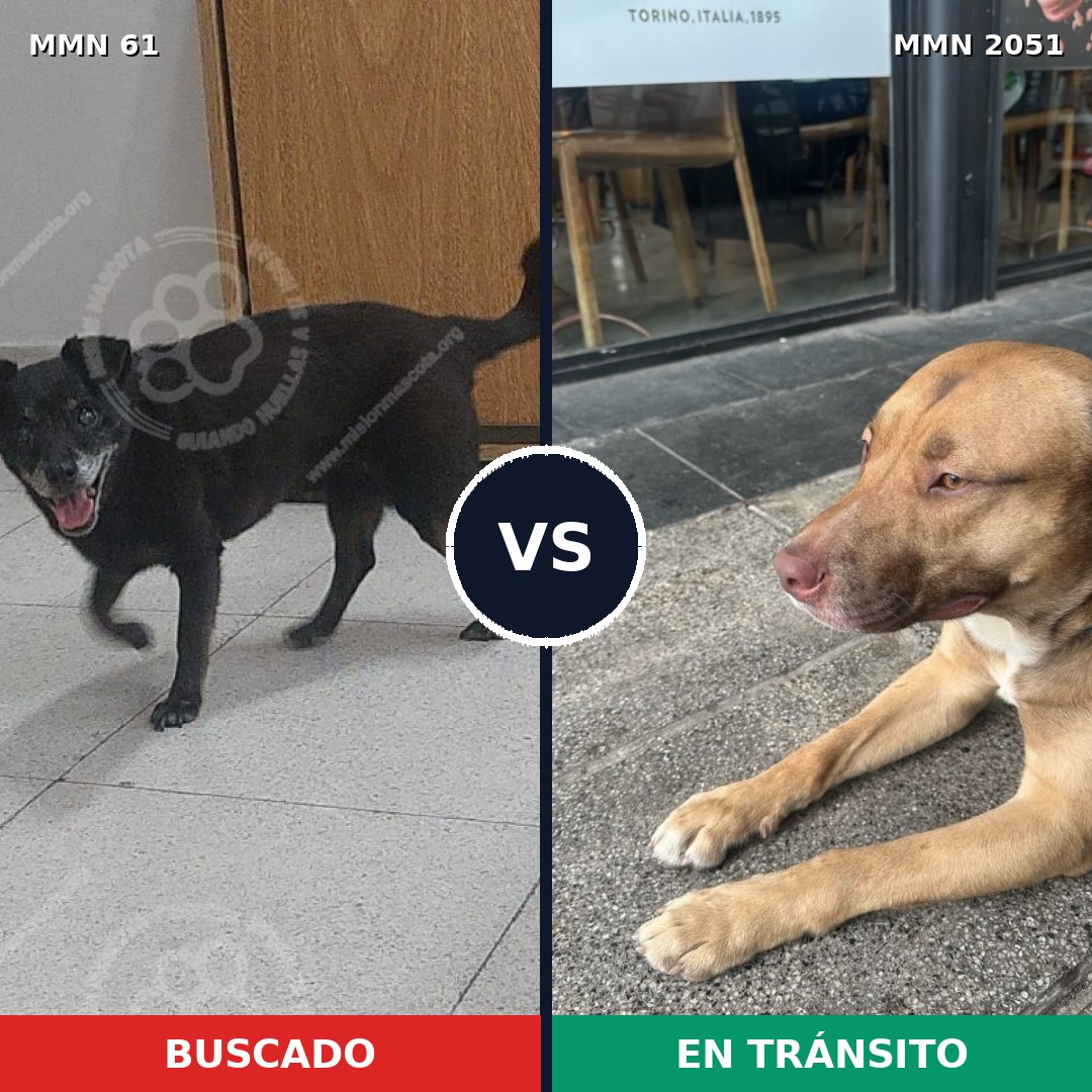 Comparativa MMS 53009: mascota perdida y mascota encontrada, 49% de similitud
