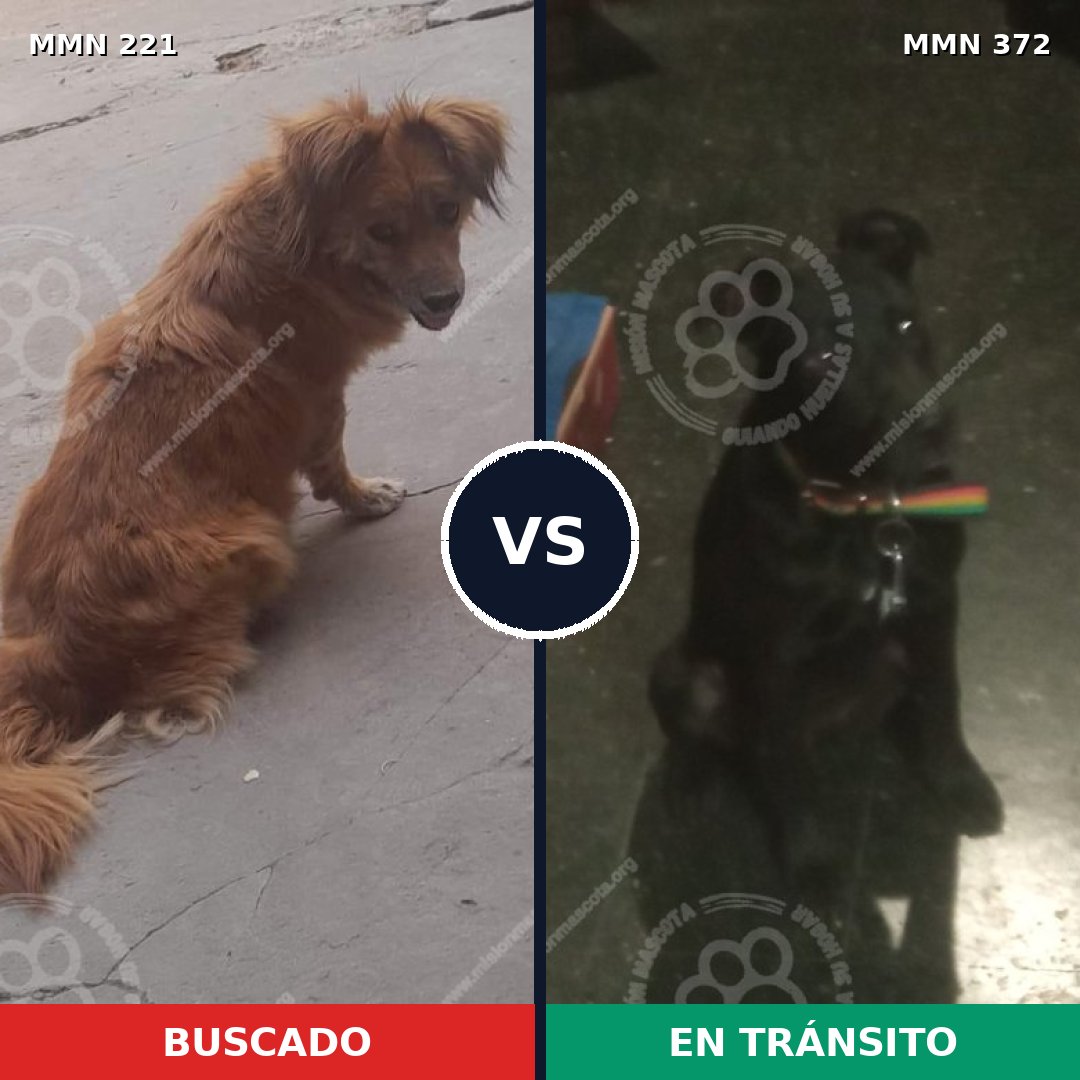 Comparativa MMS 5301: mascota perdida y mascota encontrada, 48% de similitud