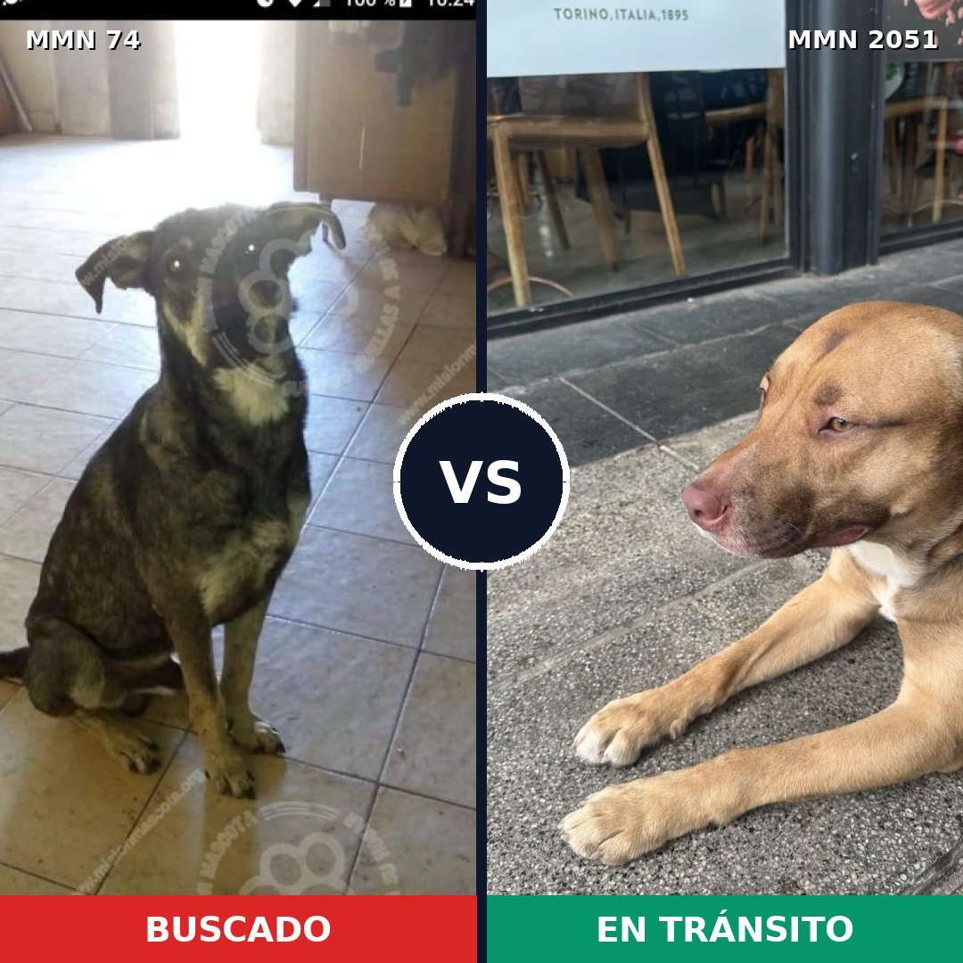 Comparativa MMS 53010: mascota perdida y mascota encontrada, 62% de similitud