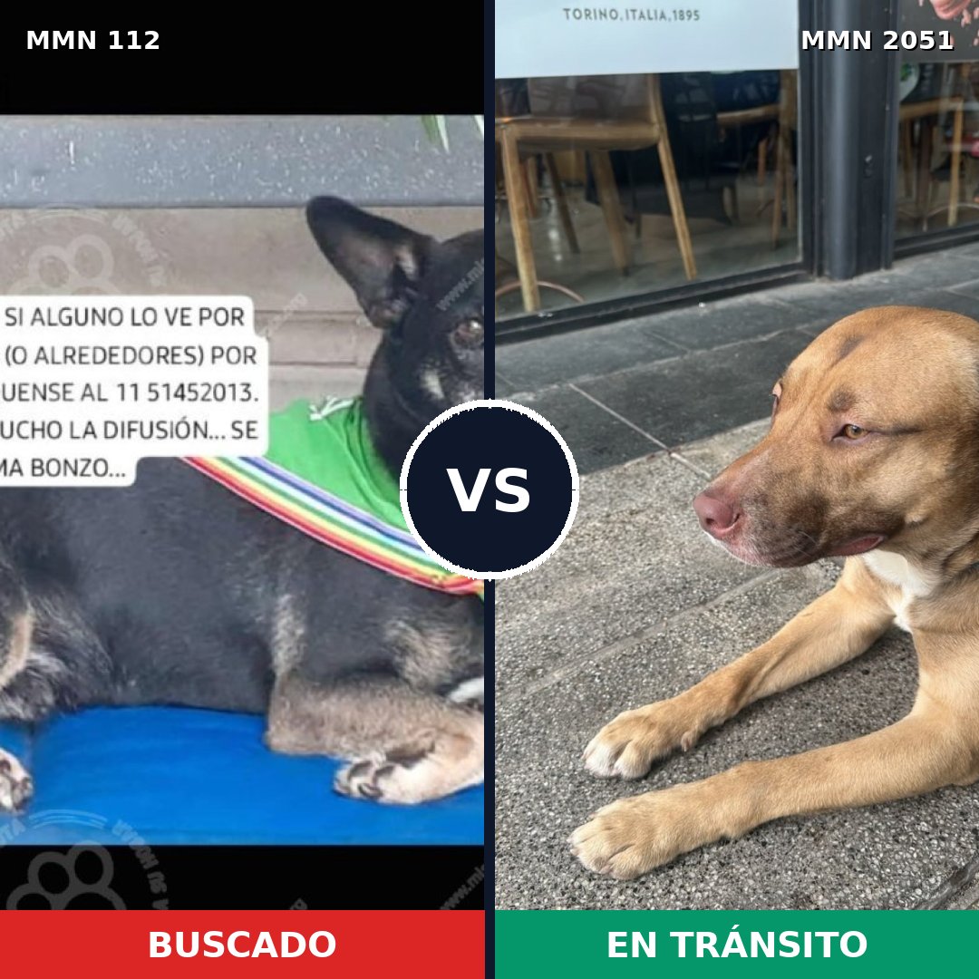 Comparativa MMS 53012: mascota perdida y mascota encontrada, 56% de similitud