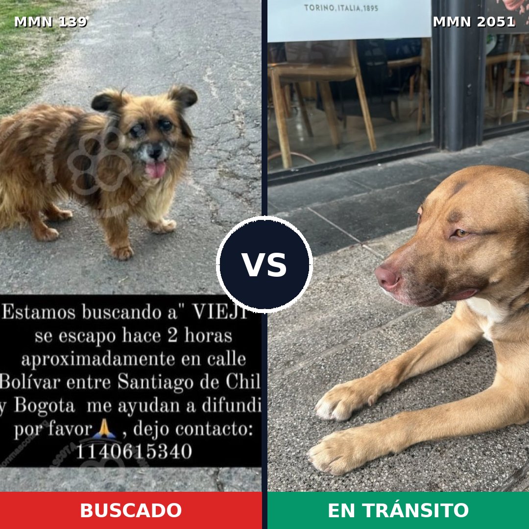 Comparativa MMS 53013: mascota perdida y mascota encontrada, 49% de similitud