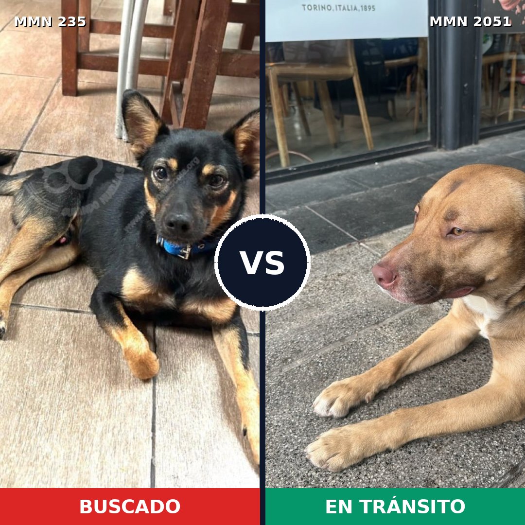 Comparativa MMS 53015: mascota perdida y mascota encontrada, 43% de similitud