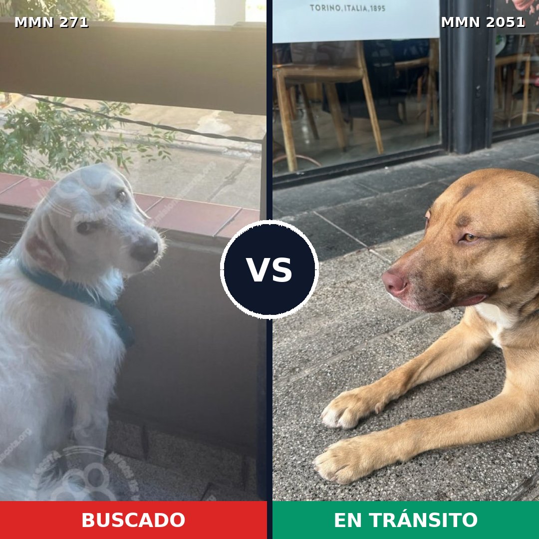 Comparativa MMS 53016: mascota perdida y mascota encontrada, 54% de similitud
