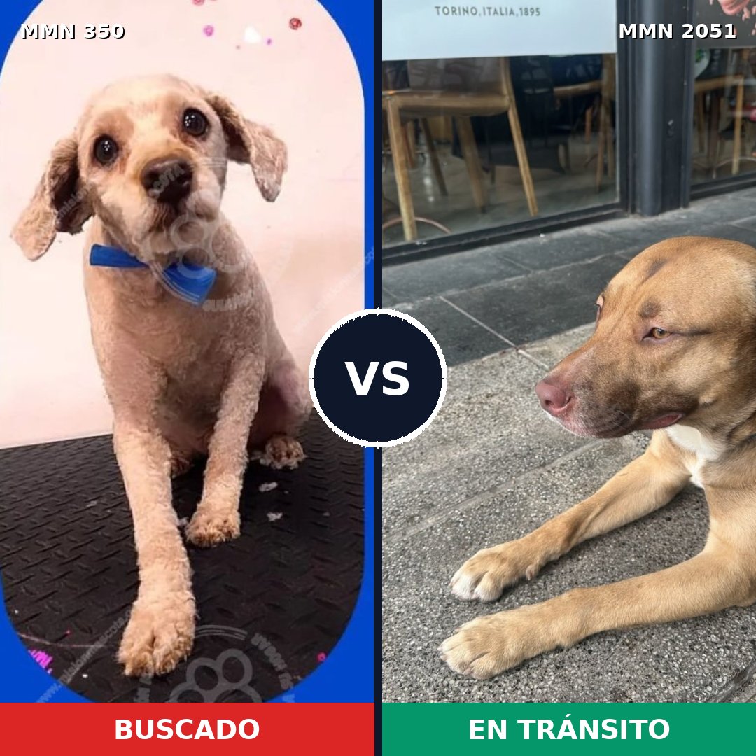 Comparativa MMS 53018: mascota perdida y mascota encontrada, 35% de similitud