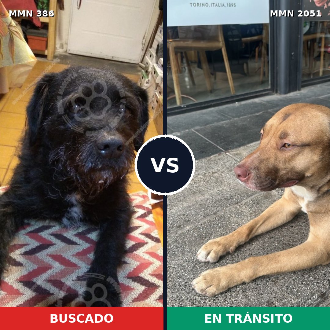 Comparativa MMS 53019: mascota perdida y mascota encontrada, 59% de similitud