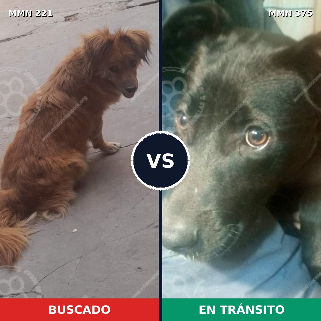 Comparativa MMS 5302: mascota perdida y mascota encontrada, 48% de similitud