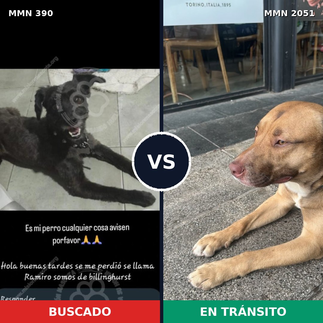 Comparativa MMS 53020: mascota perdida y mascota encontrada, 36% de similitud