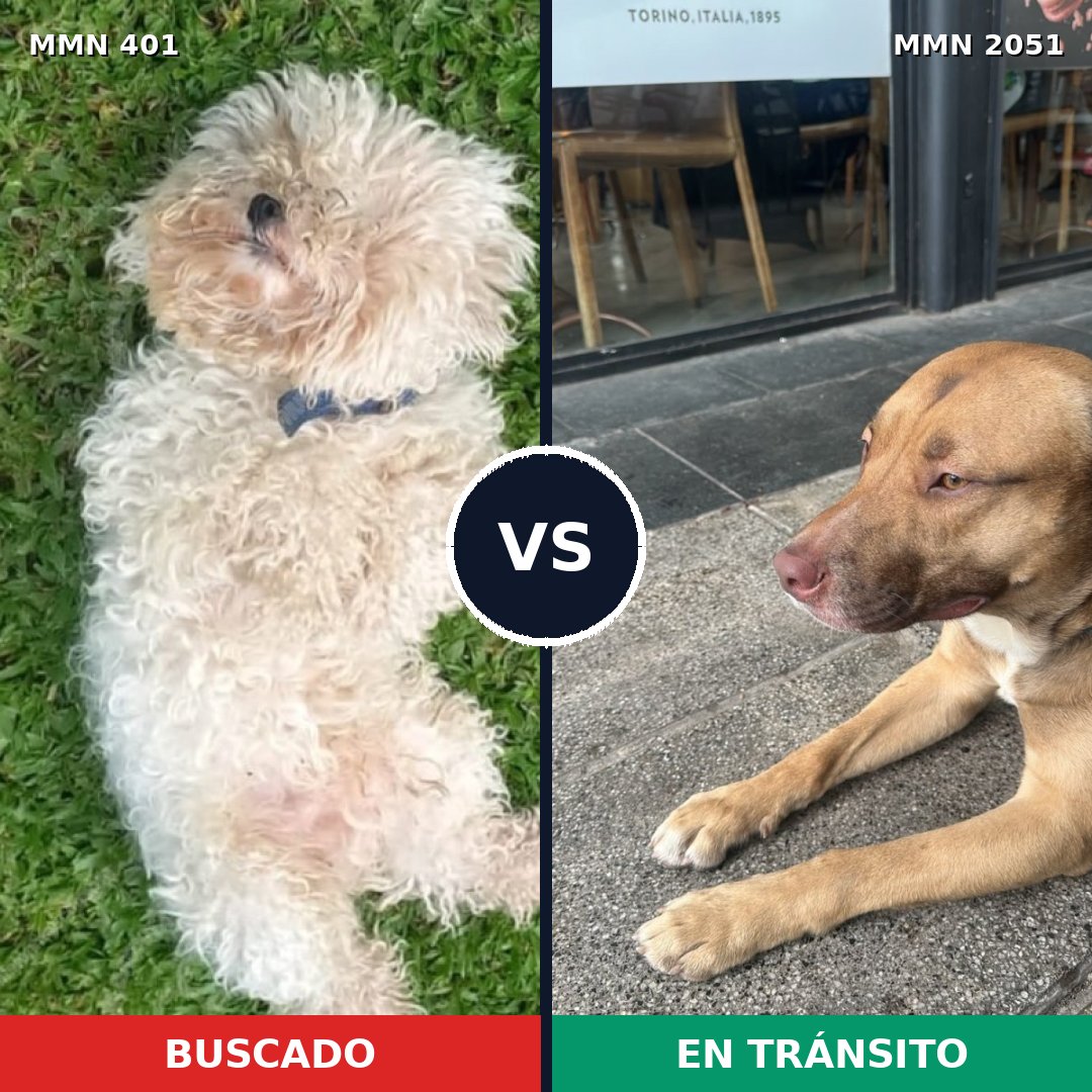 Comparativa MMS 53021: mascota perdida y mascota encontrada, 32% de similitud