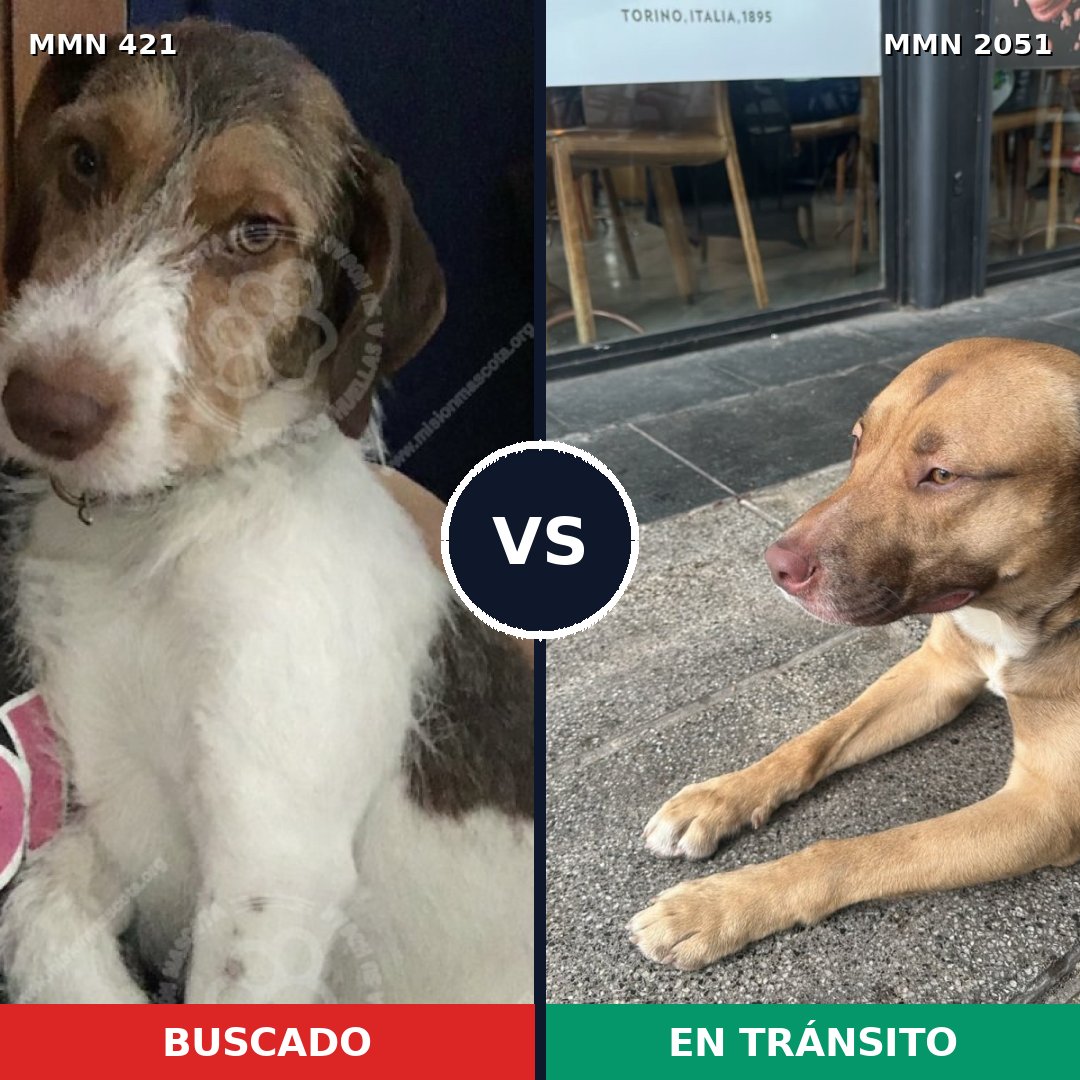 Comparativa MMS 53022: mascota perdida y mascota encontrada, 62% de similitud