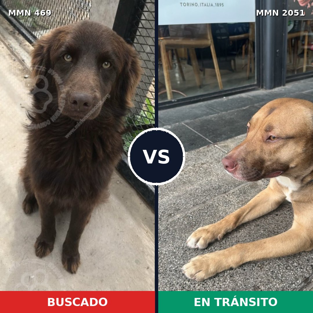 Comparativa MMS 53027: mascota perdida y mascota encontrada, 57% de similitud