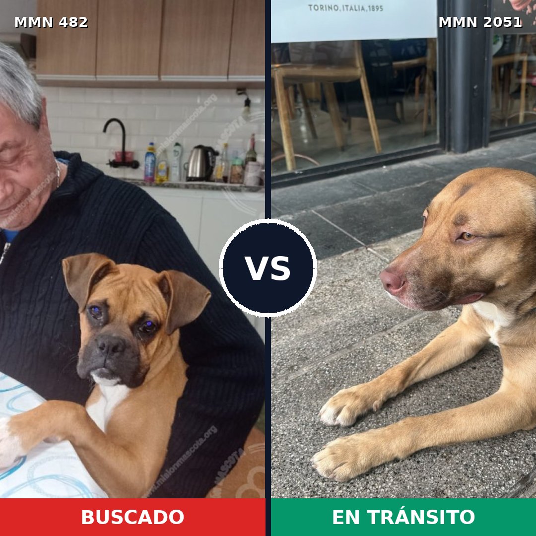 Comparativa MMS 53029: mascota perdida y mascota encontrada, 55% de similitud