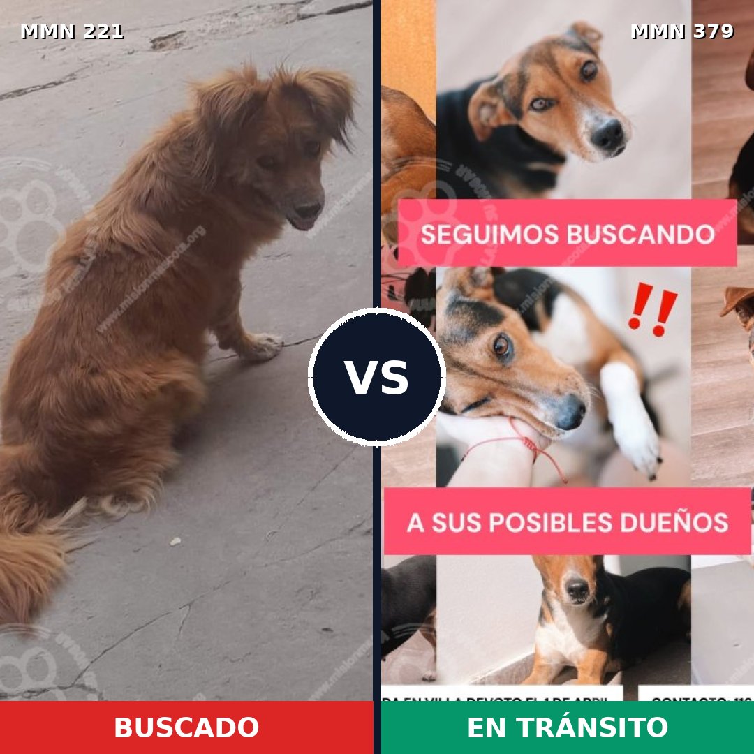Comparativa MMS 5303: mascota perdida y mascota encontrada, 61% de similitud