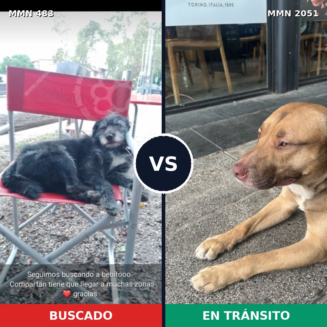 Comparativa MMS 53030: mascota perdida y mascota encontrada, 60% de similitud