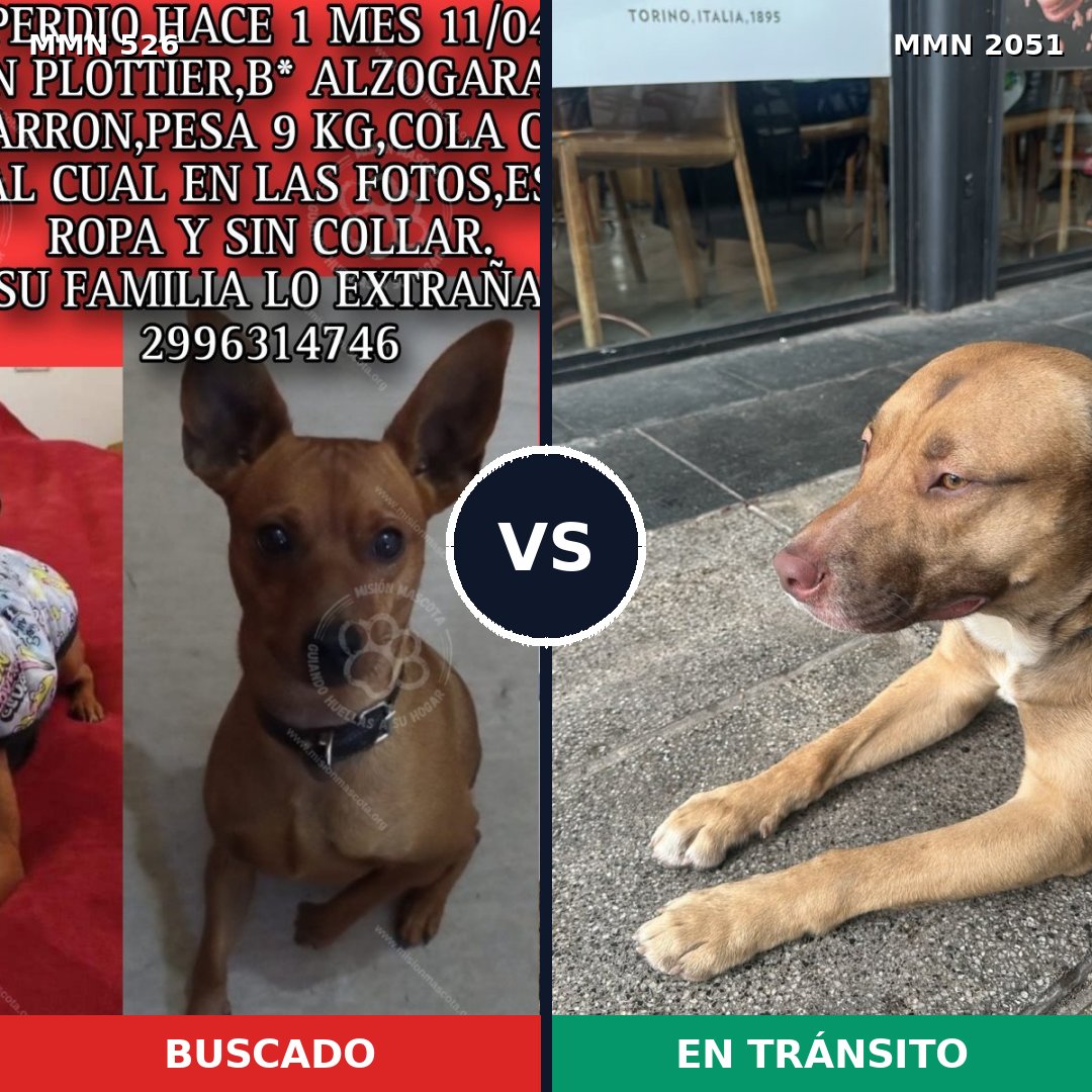 Comparativa MMS 53033: mascota perdida y mascota encontrada, 13% de similitud
