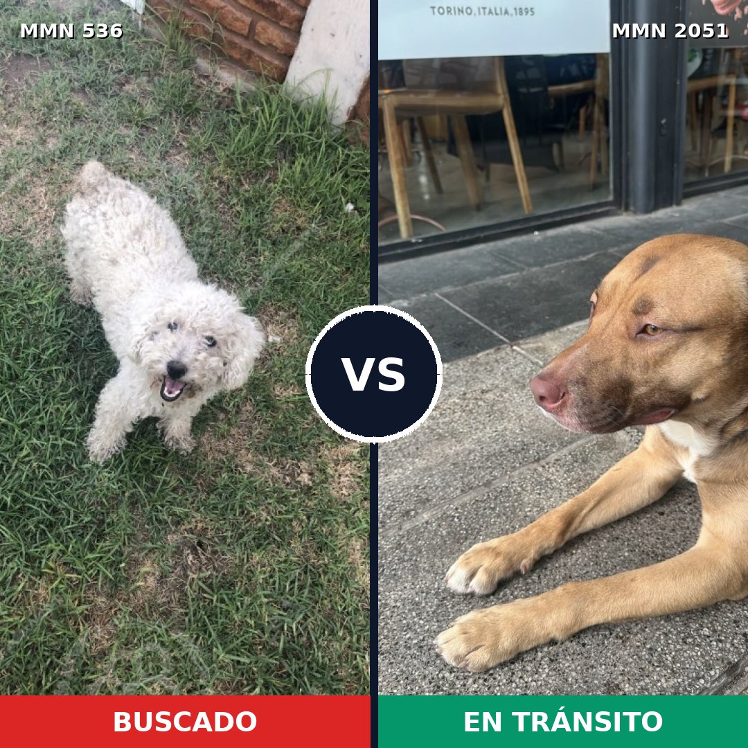Comparativa MMS 53034: mascota perdida y mascota encontrada, 23% de similitud