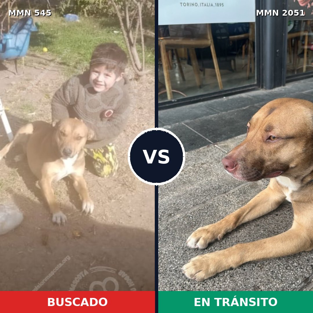 Comparativa MMS 53035: mascota perdida y mascota encontrada, 46% de similitud
