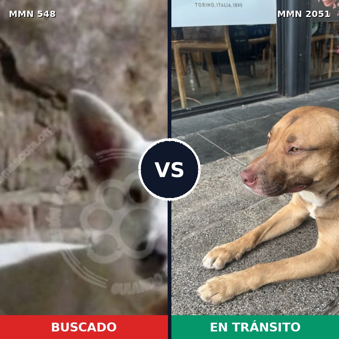 Comparativa MMS 53036: mascota perdida y mascota encontrada, 52% de similitud